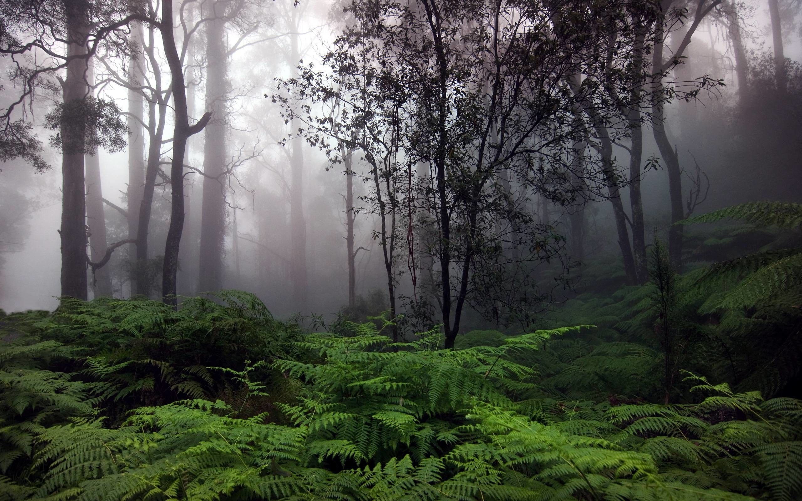 عکس با کیفیت جنگل بارانی و گرمسیری hd برای تصویر زمینه