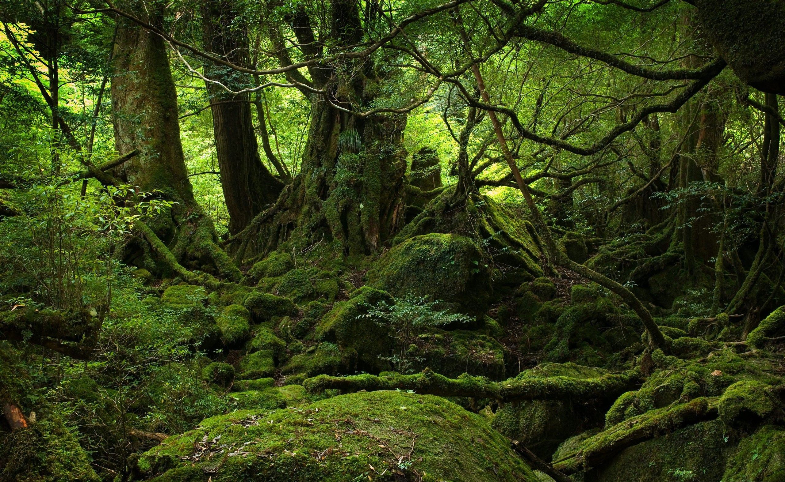 دانلود عکس از جنگل بارانی استوایی با کیفیت بالا برای چاپ