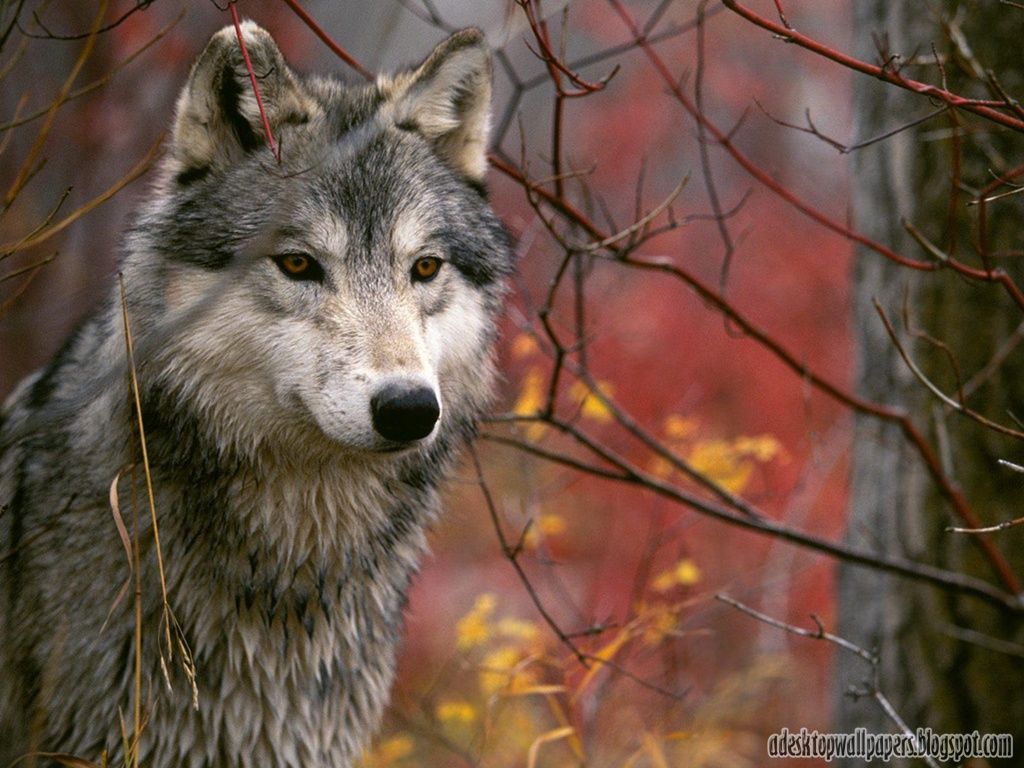 عکس فوق العاده زیبا از گرگ جنگل با کیفیت بالا