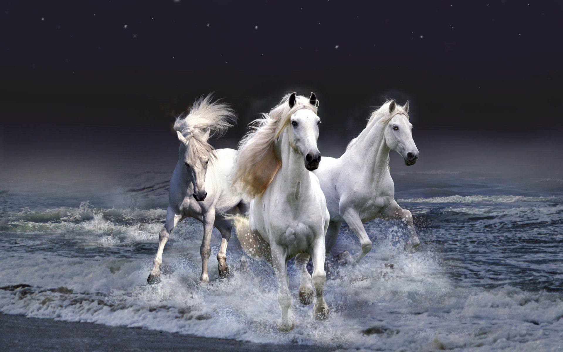 عکس اسب های سفید و زیبا واقعا full hd