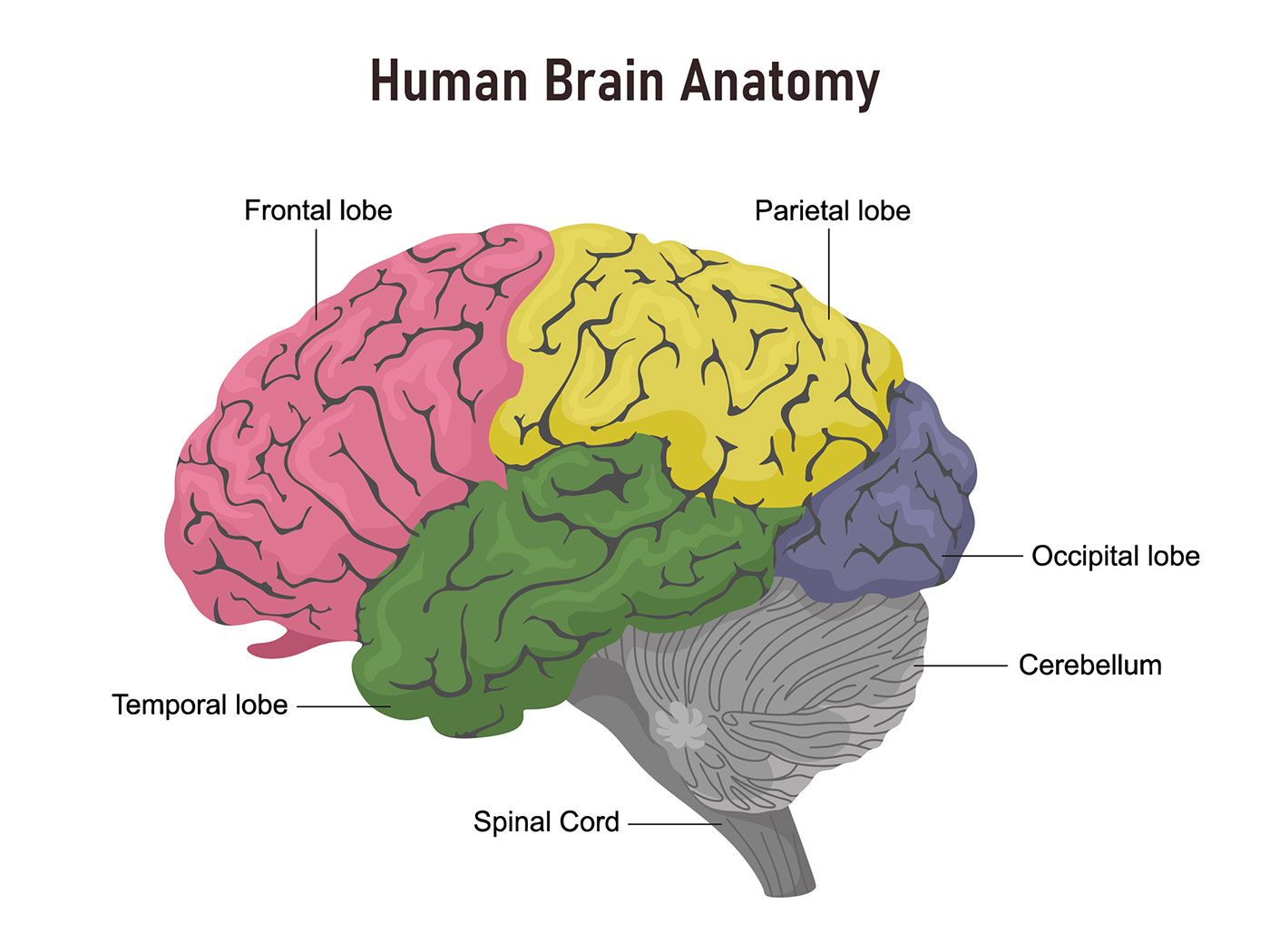 عکس تقسیم بندی شده مغز انسان به قسمت های مختلف