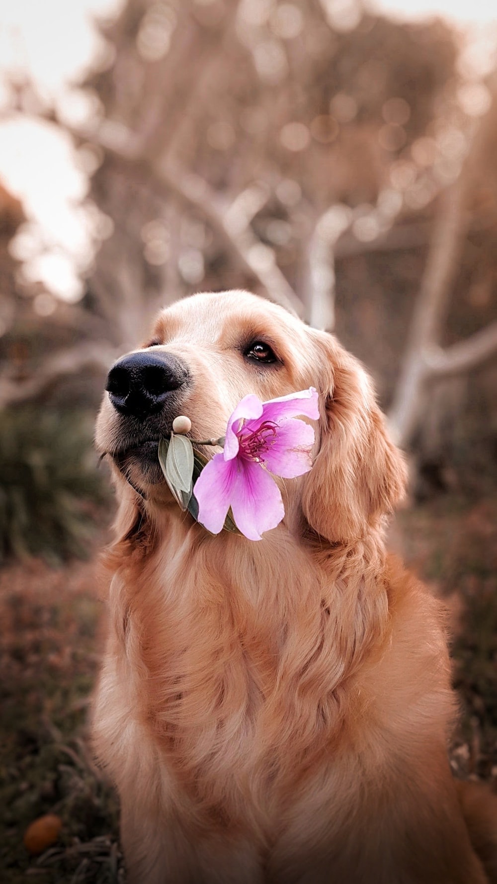 عکس خیلی زیبا از سگ دوست داشتنی با شاخ گل