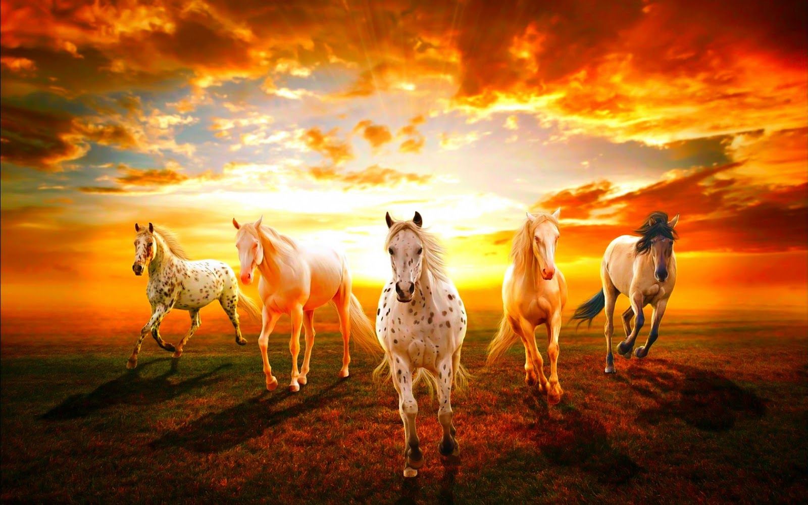 عکس اسب زیبا برای پروفایل و تصویر زمینه با کیفیت بالا