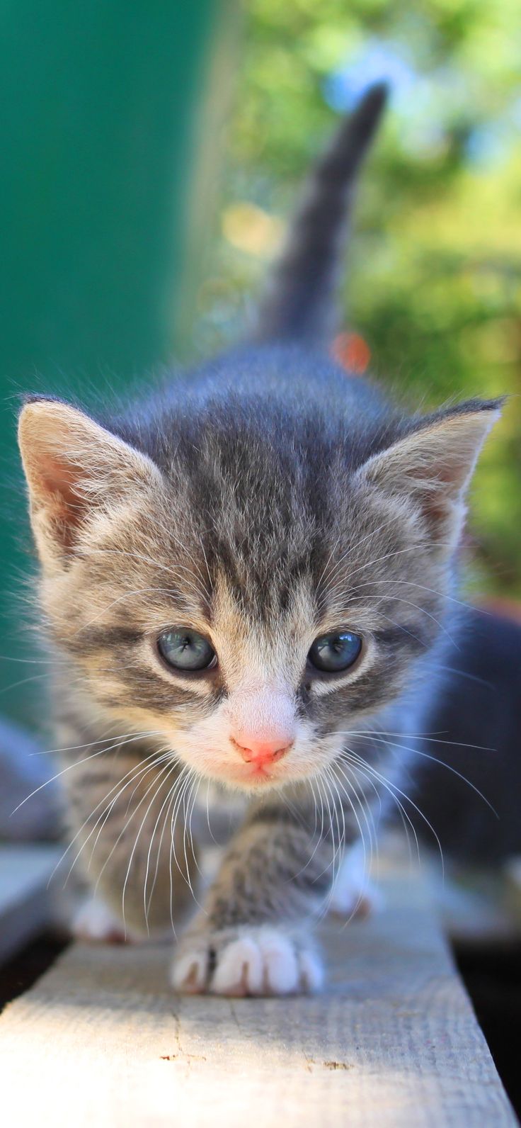 عکس بچه گربه خاکستر ملوس دوست داشتنی