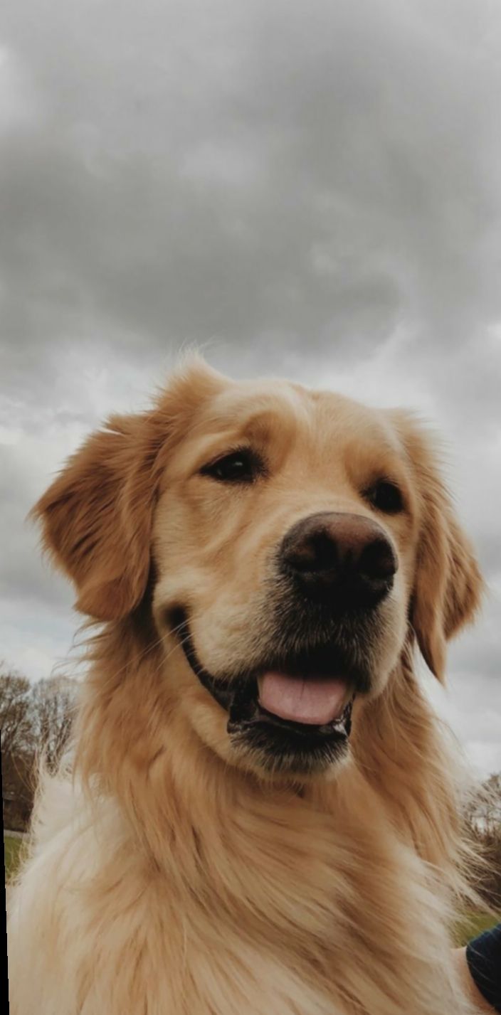 دانلود عکس سگ دوست داشتنی و خندان در هوای ابری