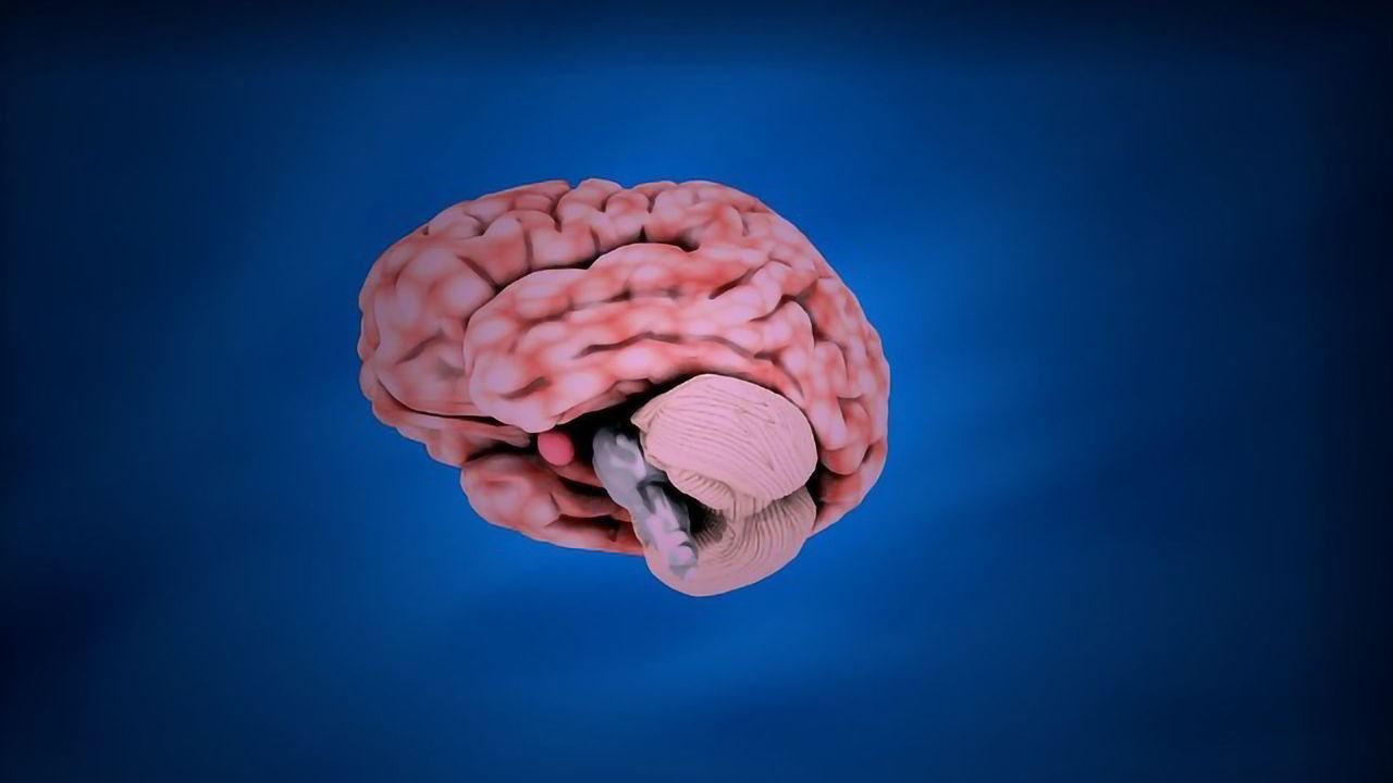 عکس مغز انسان برای استفاده در پاورپوینت