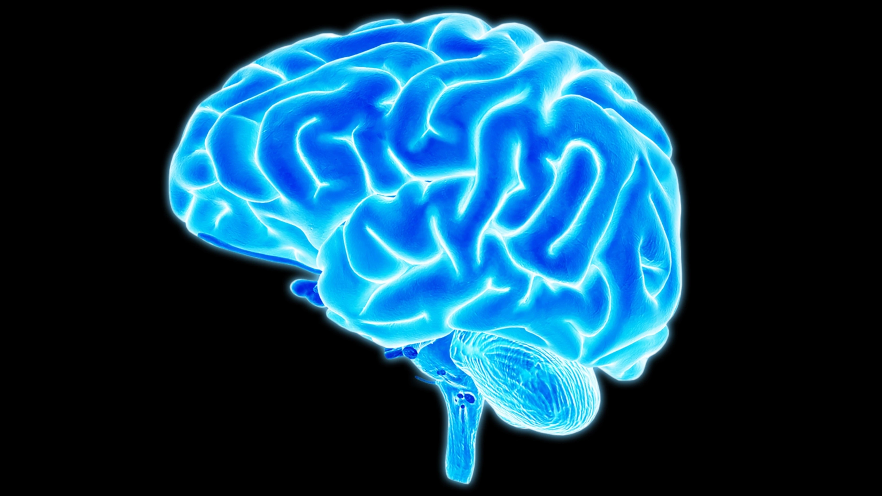 تصویر مغز واقعی انسان