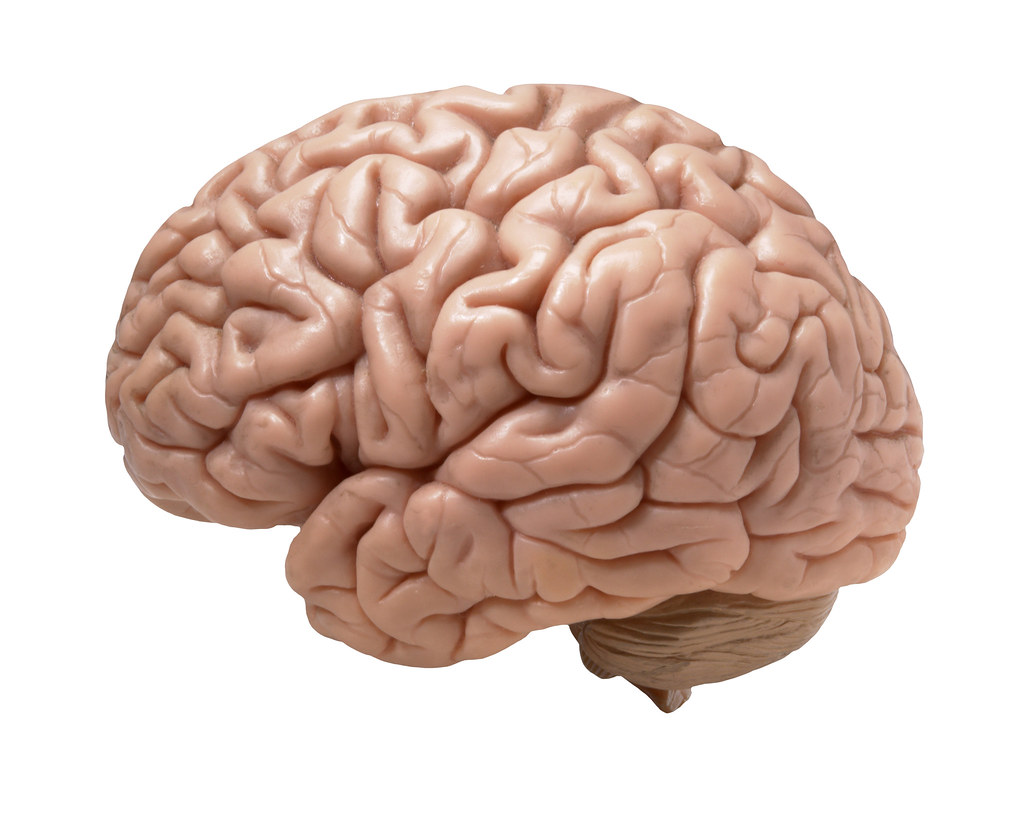 عکس مغز انسان واقعی برای مقاله و تحقیق