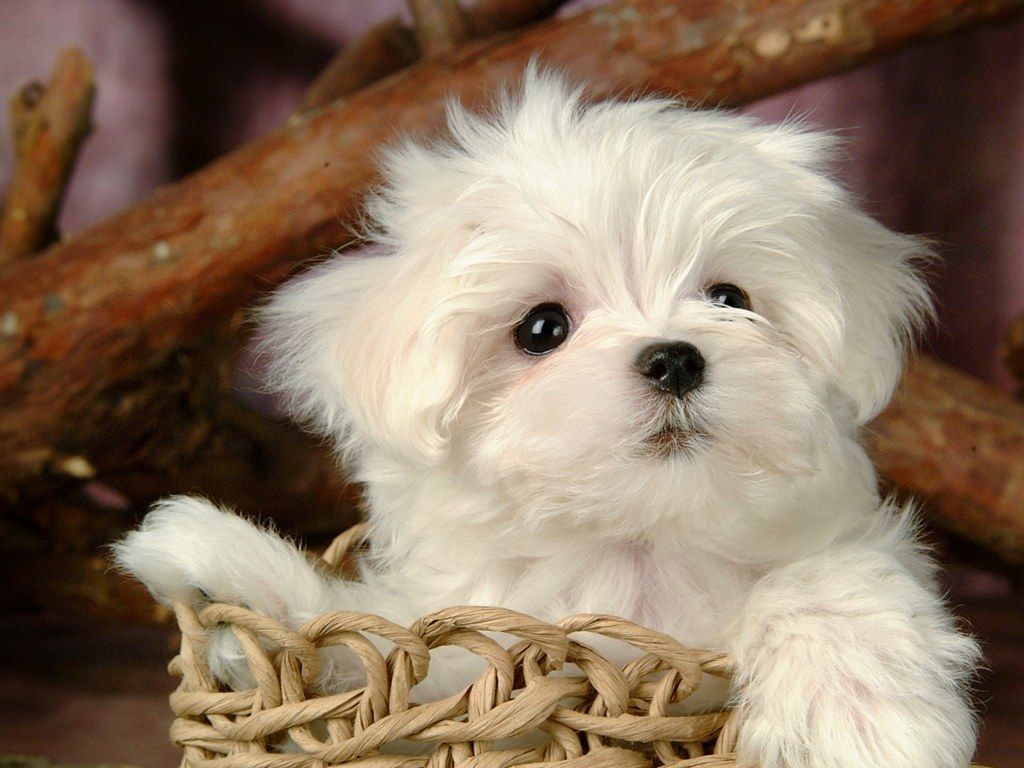 دانلود عکس سگ عروسکی سفید برای پروفایل با کیفیت بالا