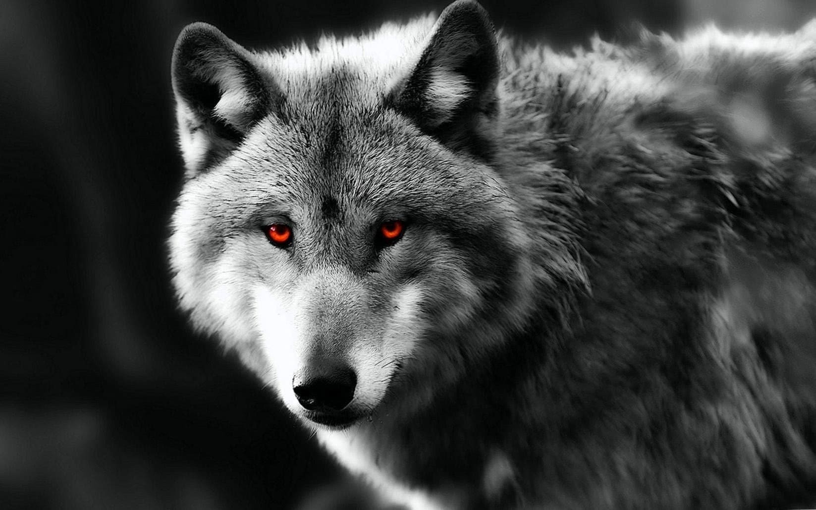دانلود عکس گرگ چشم قرمز در جنگل با کیفیت بالا