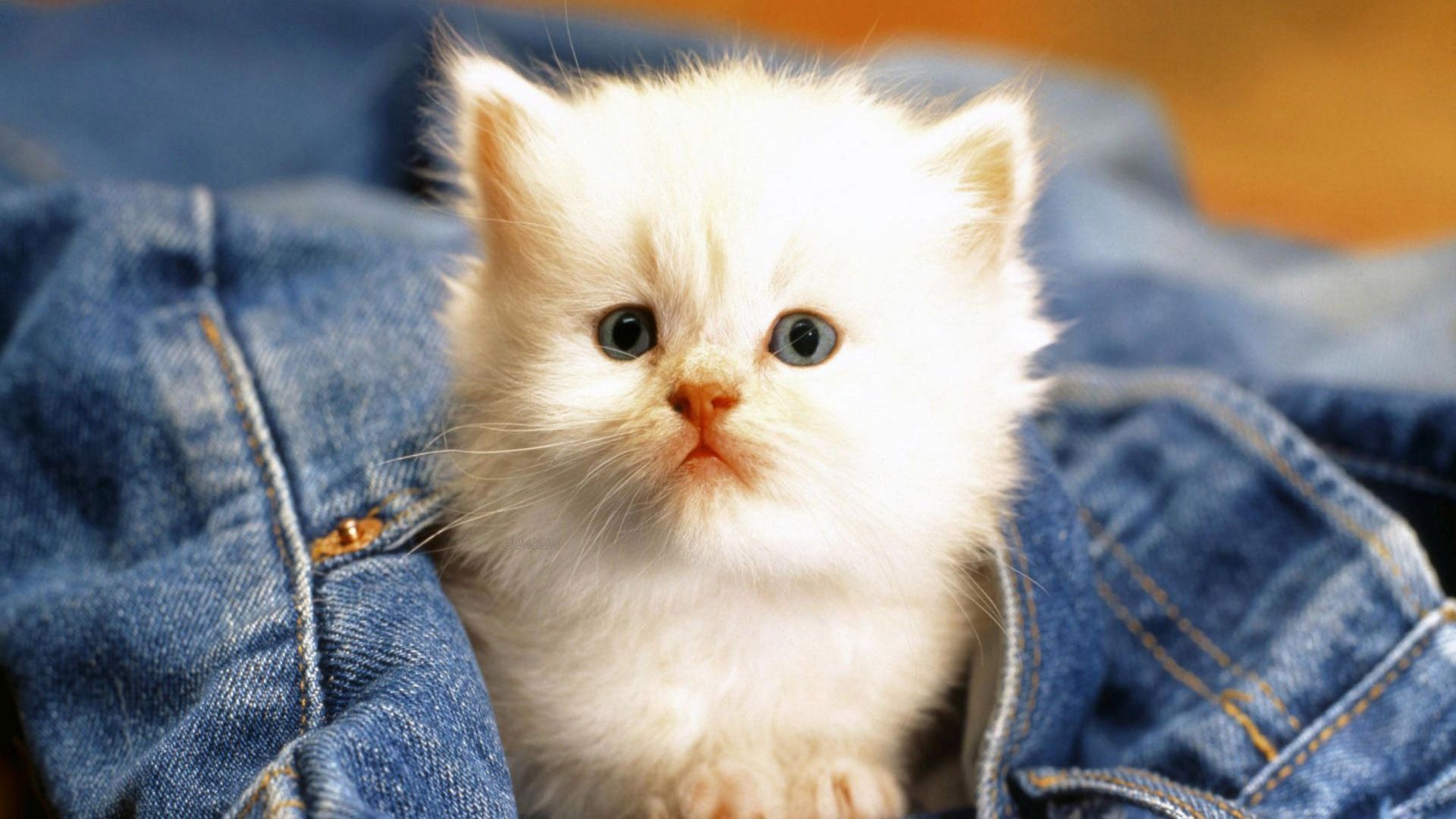 عکس بچه گربه بامزه سفید در بین لباس ها