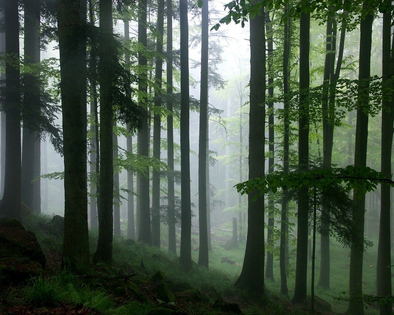 عکس با کیفیت hd جنگل های آمازون برای تصویر زمینه