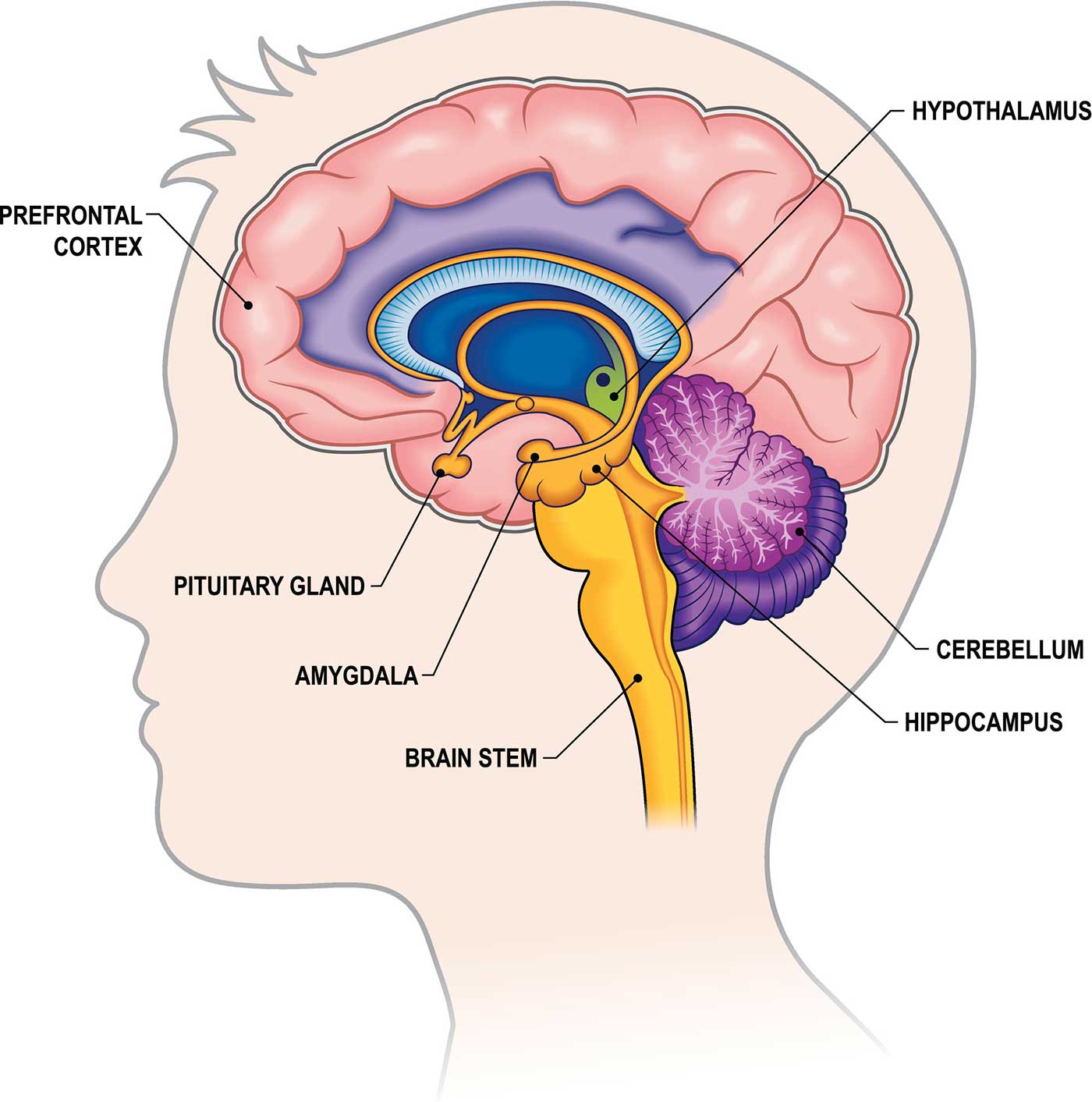 عکس بخش های مختلف مغز انسان همراه با توضیحات