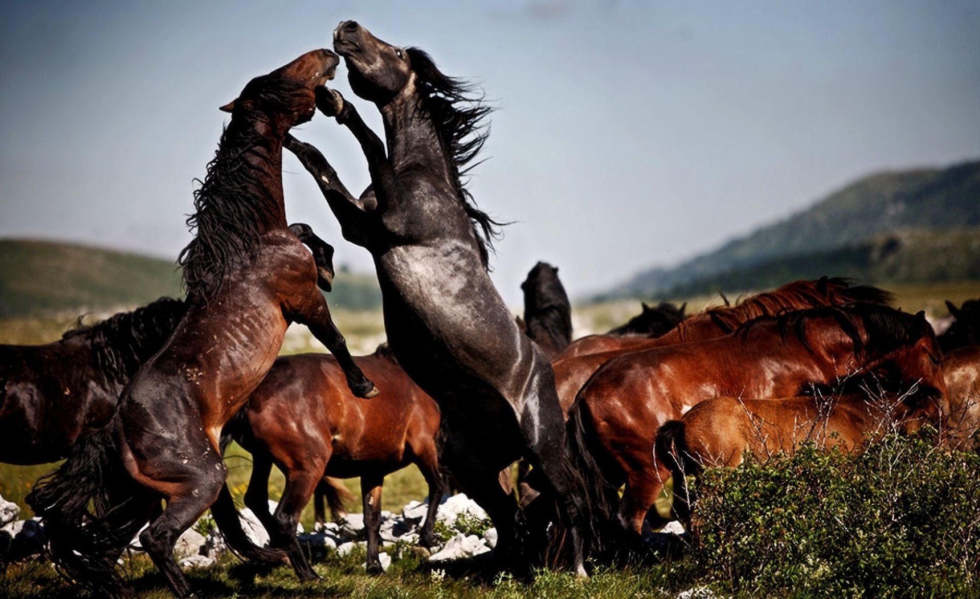 عکس اسب های وحشی در طبیعت برای هایلایت اینستا