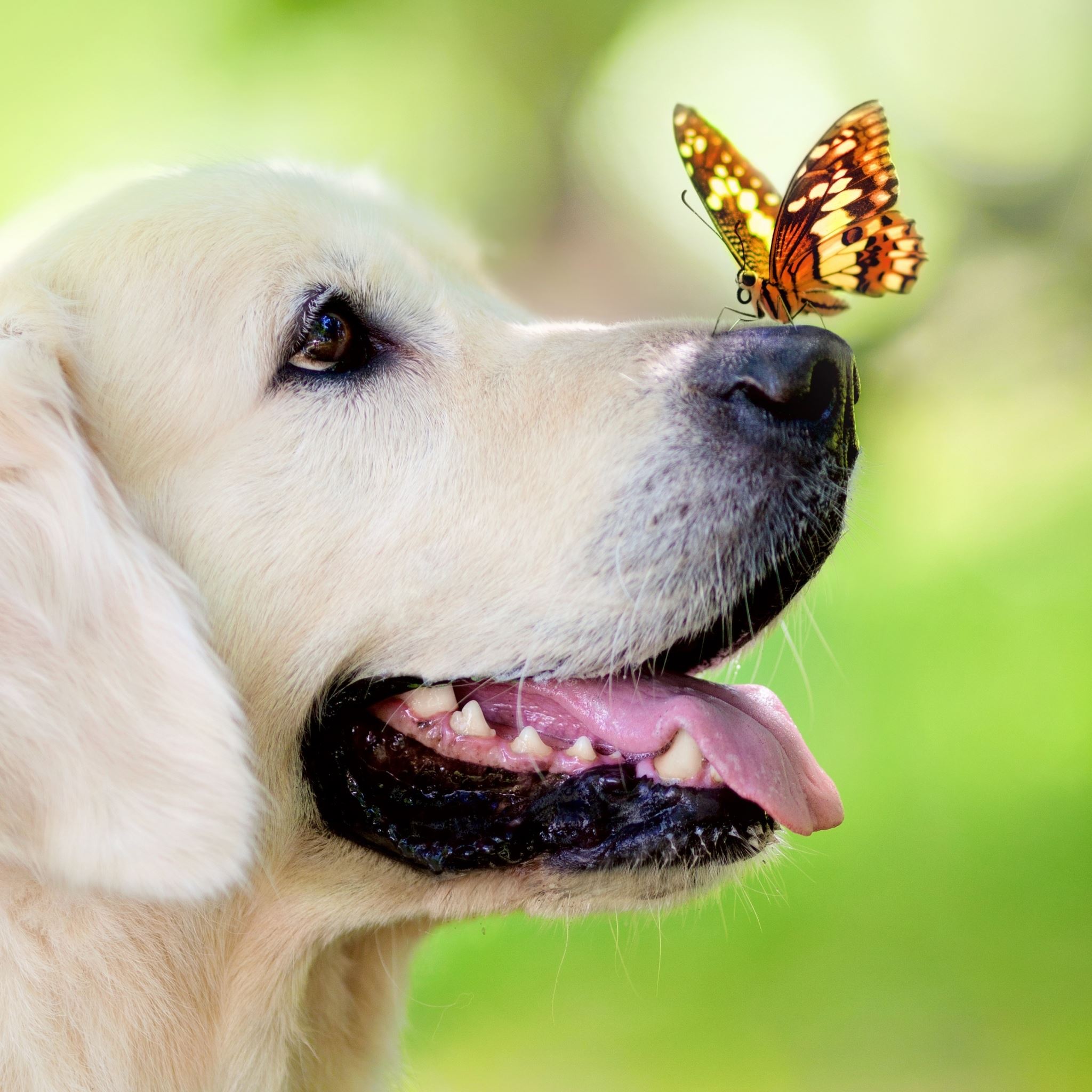 عکس پروفایل سگ دوست داشتنی و پروانه با کیفیت بالا