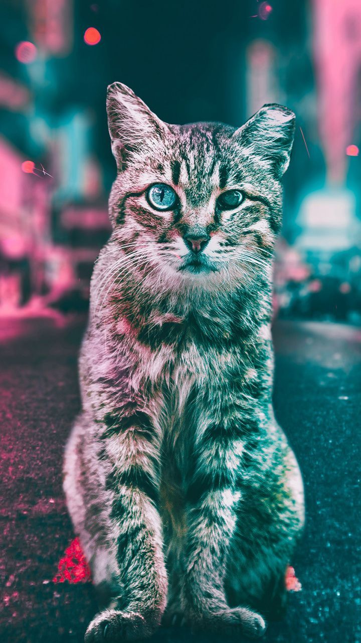 عکس فوق العاده زیبا گربه با چشم های آبی