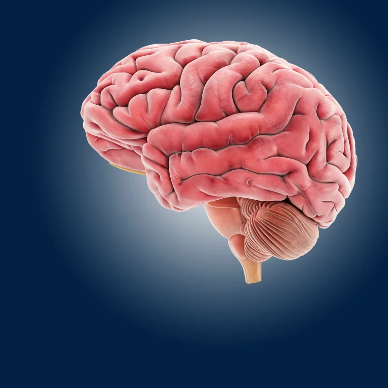 عکس مغز انسان برای پروفایل