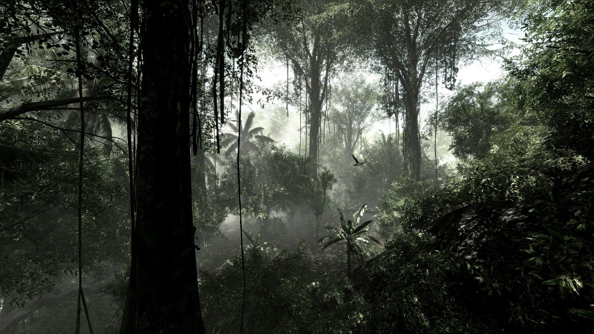 دانلود تصویر زمینه جنگل استوایی برای کامپیوتر