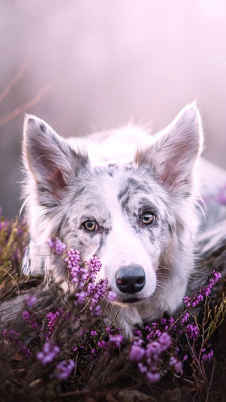 عکس سگ زیبا در میان گل های اسطوخودوس برای پروفایل