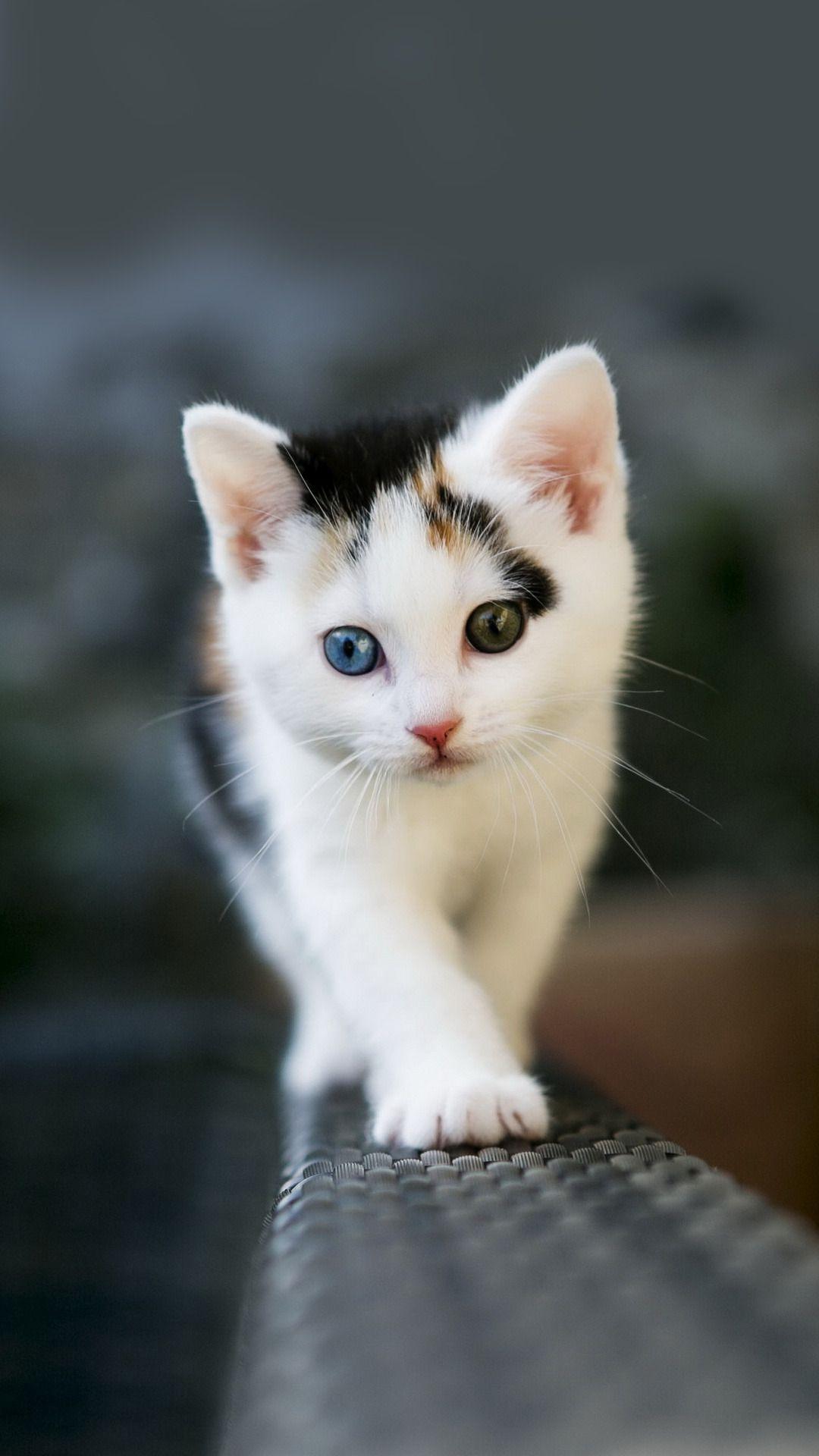 عکس بچه گربه دوست داشتنی دو رنگ سیاه و سفید