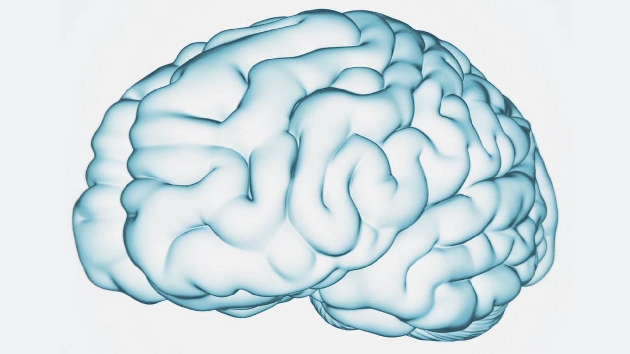 عکس مغز سفید رنگ انسان با پس زمینه روشن