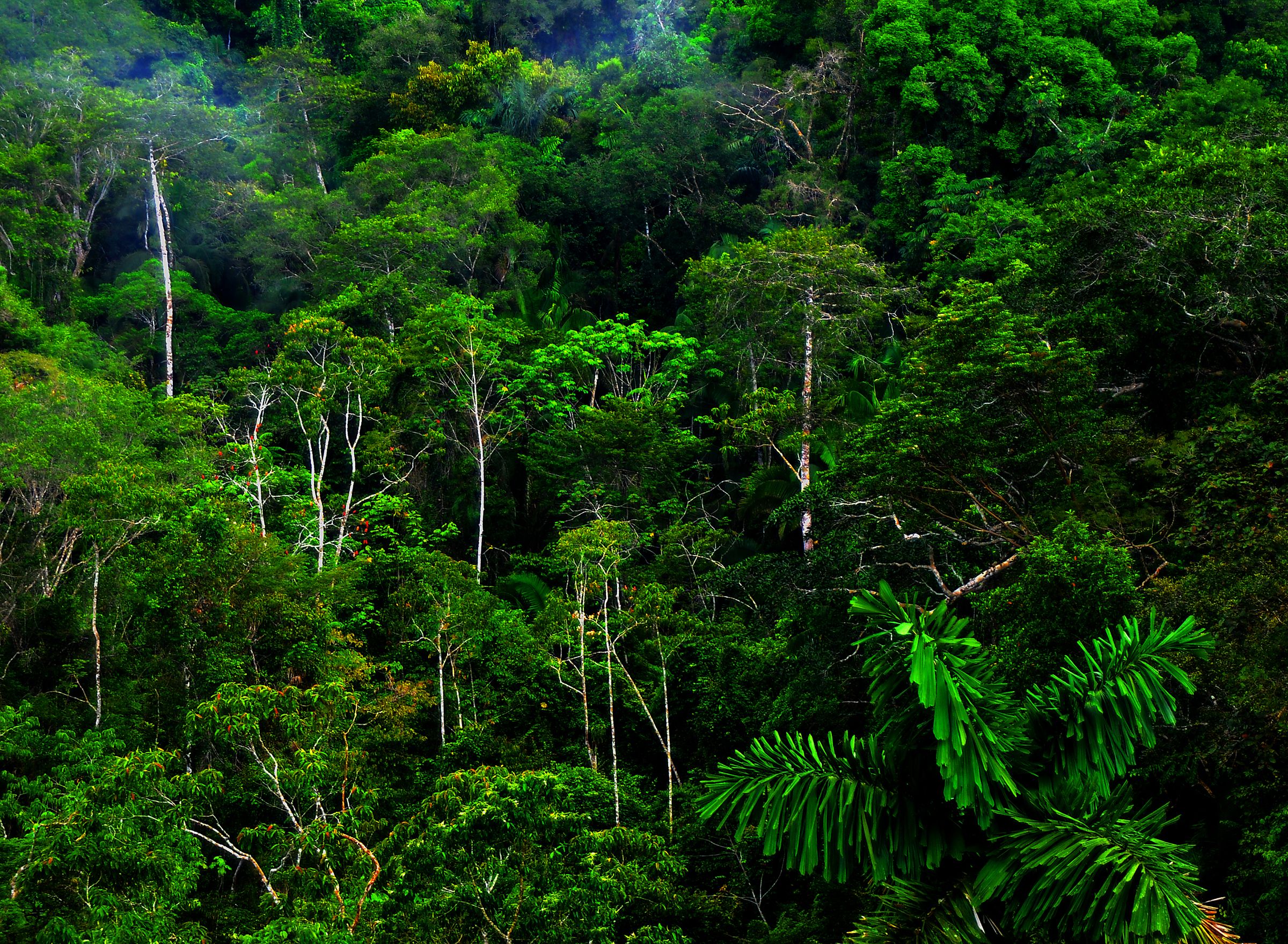 دانلود عکس جنگل زیبا و سرسبز با کیفیت بالا برای فتوشاپ