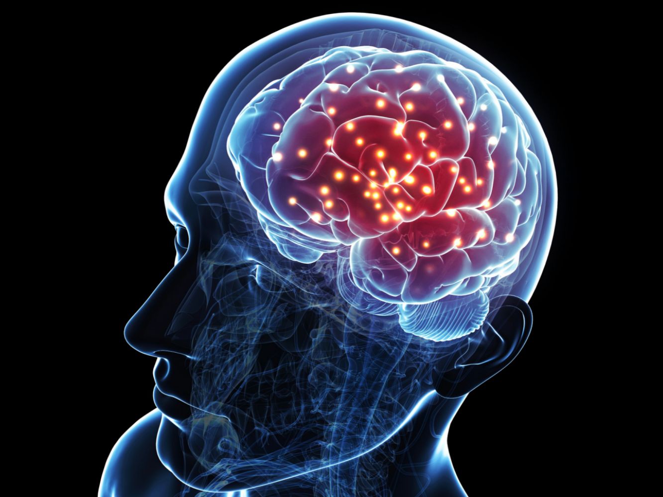 عکس مغز انسان واقعی برای استفاده در تحقیق
