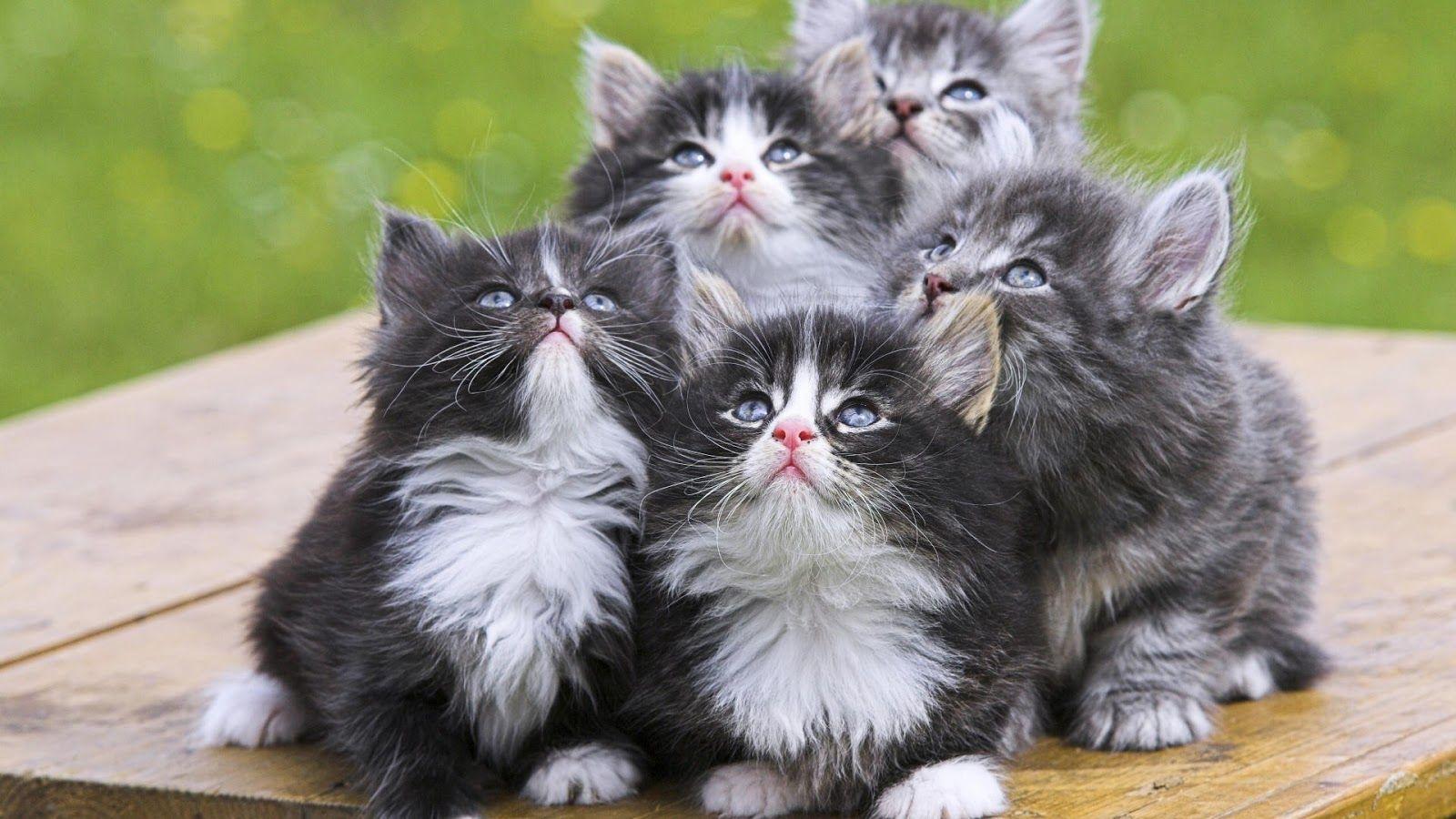 عکس فوق العاده دوست داشتنی و بامزه از بچه گربه ها
