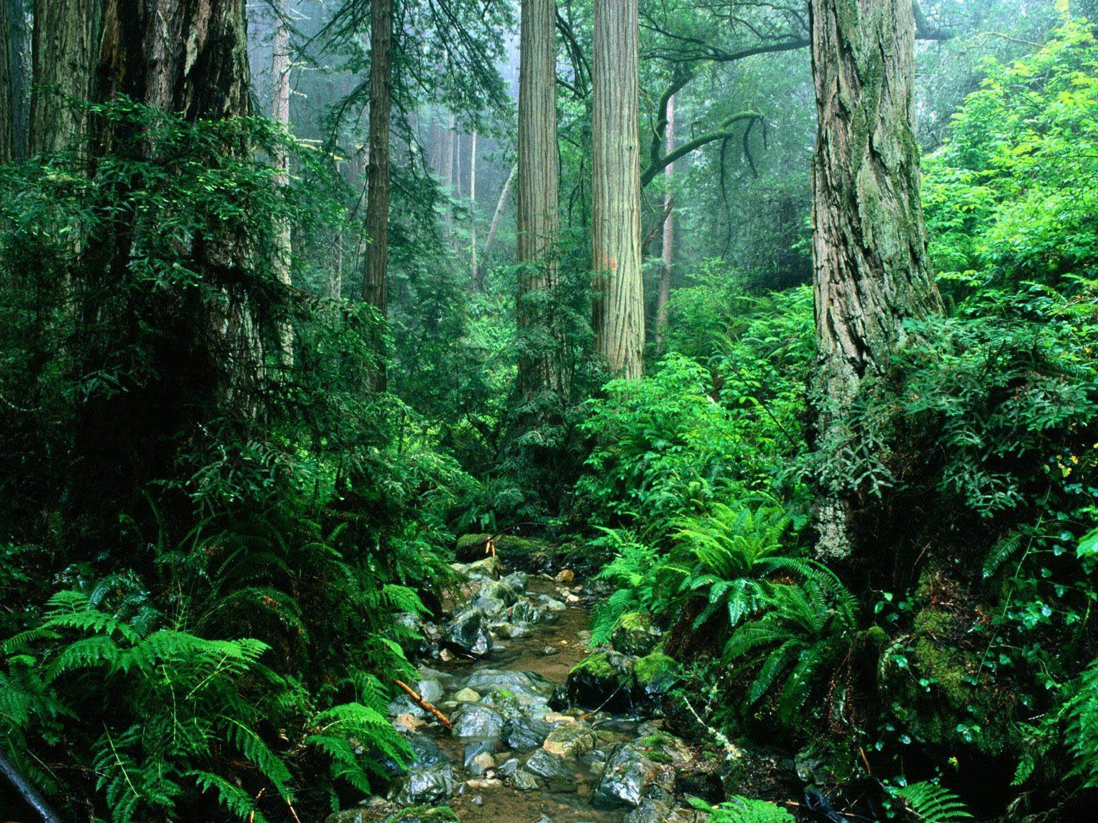 عکس جنگل های بارانی استوایی