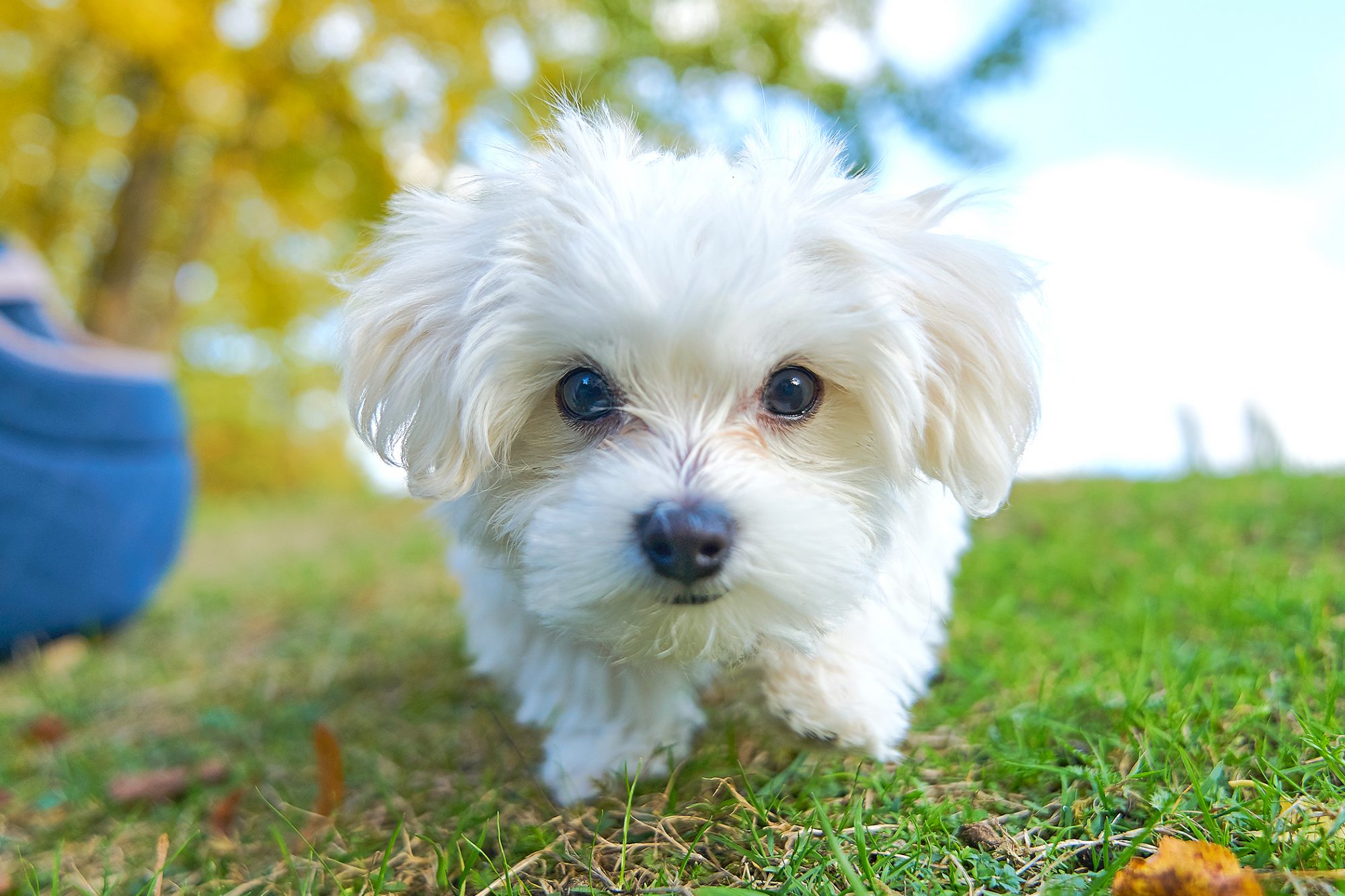 عکس سگ سفید رنگ و ناز مالتیز برای پس زمینه با کیفیت اچ دی