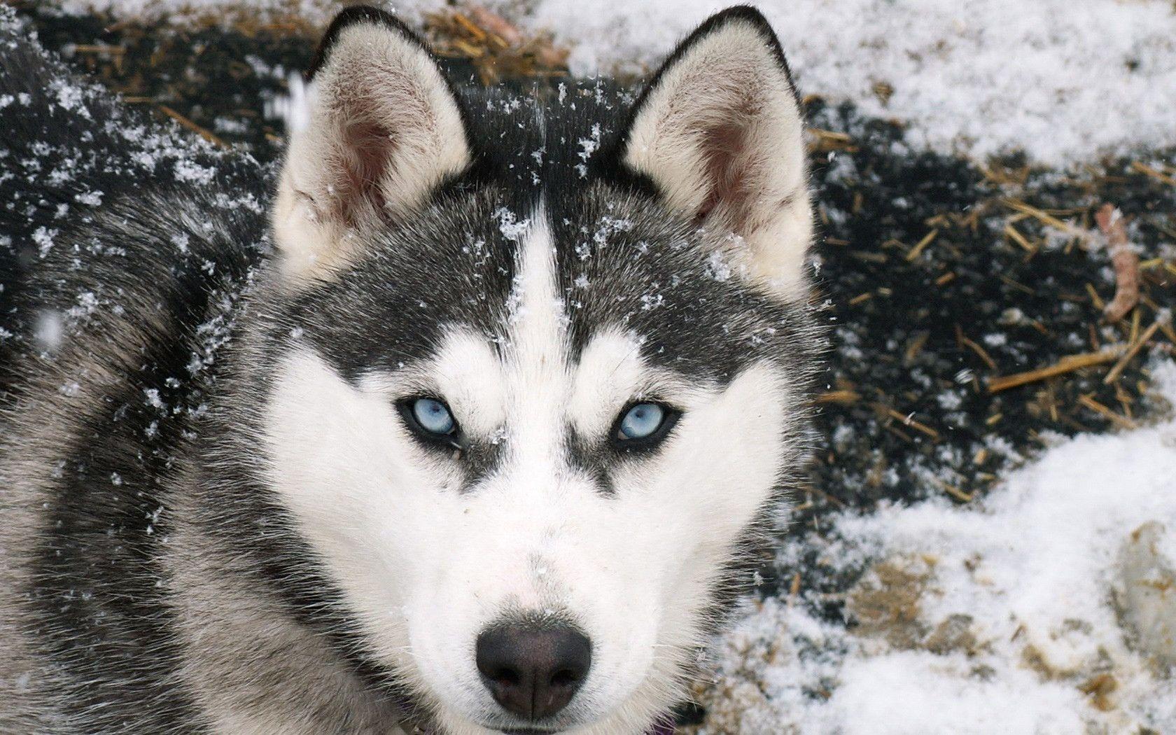 عکس گرگ واقعی با چشم های آبی در میان برف