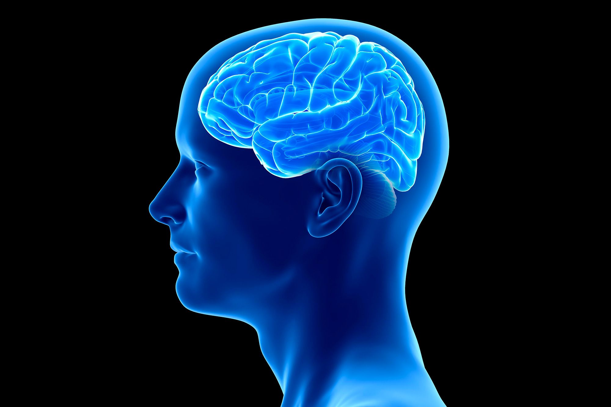عکس مغز انسان واقعی برای چاپ بر روی بنر