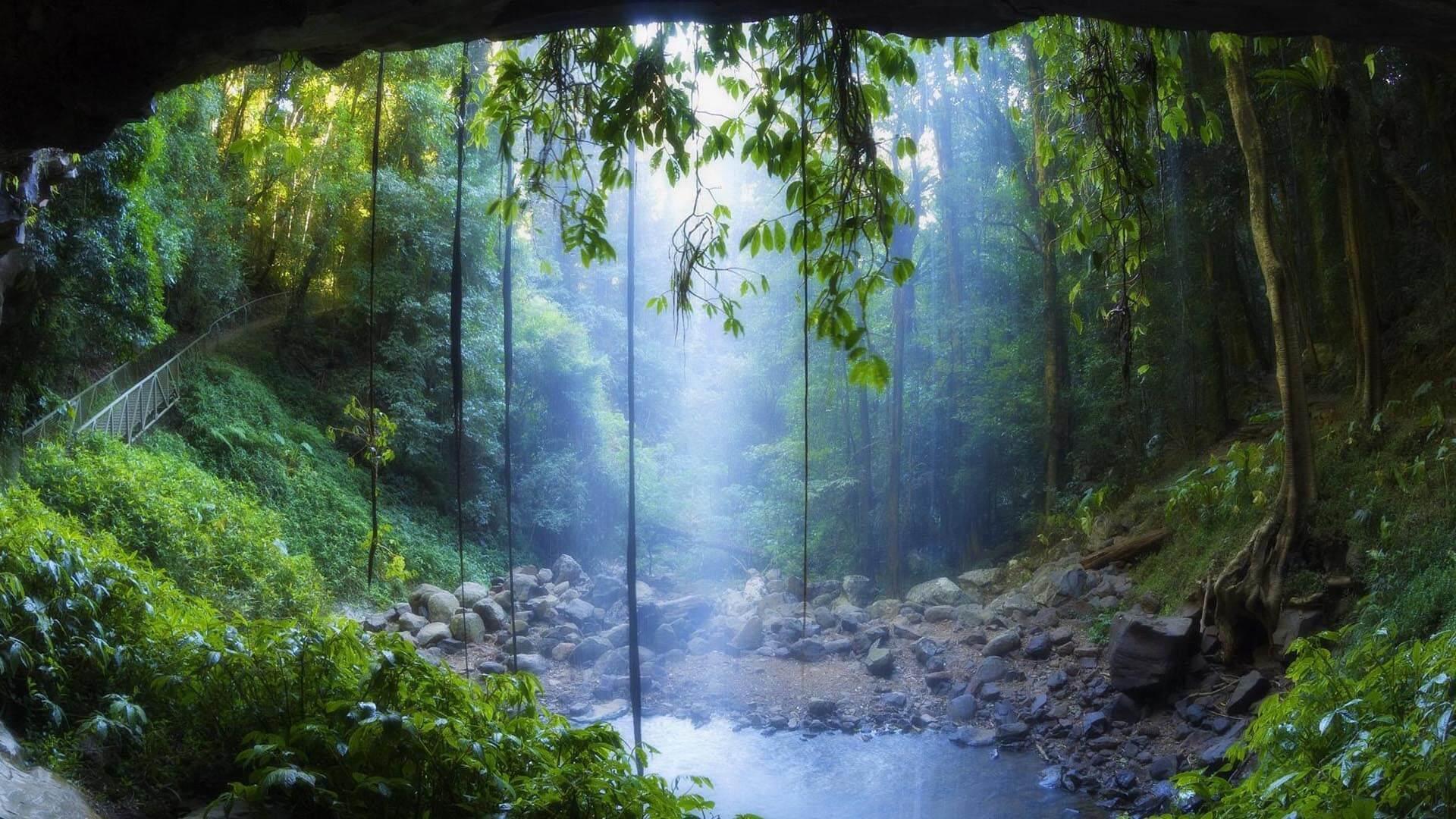 عکس در مورد جنگل های بارانی استوایی