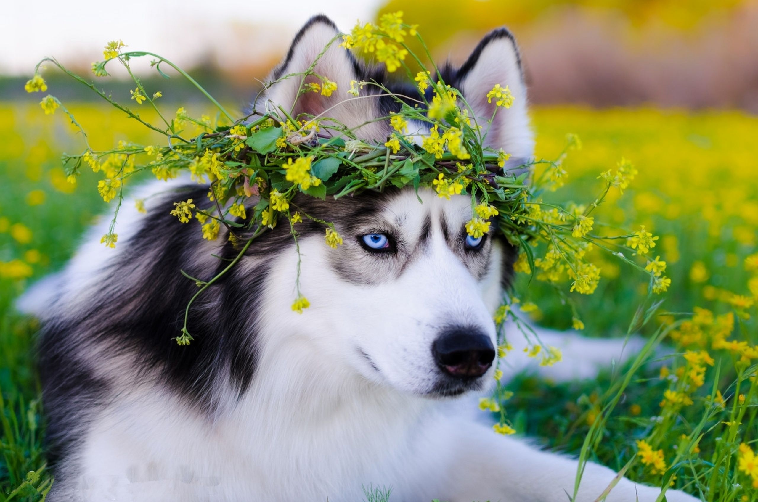 عکس سگ هاسکی پر ابهت با چشمان زیبا با کیفیت بالا