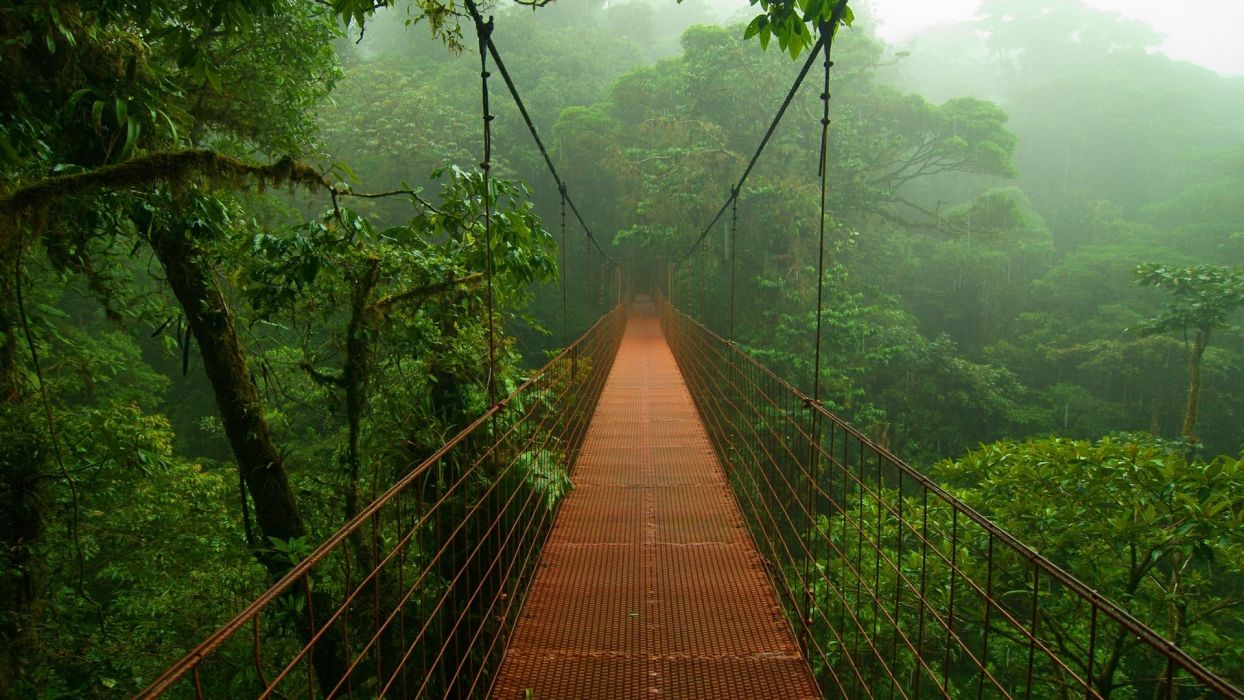 دانلود عکس با کیفیت جنگل های بارانی
