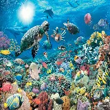 چاپ قاب موبایل و گوشی دانلود والپیپر پس زمینه ی زیر آب ماهی ها HQ Water World Wallpaper