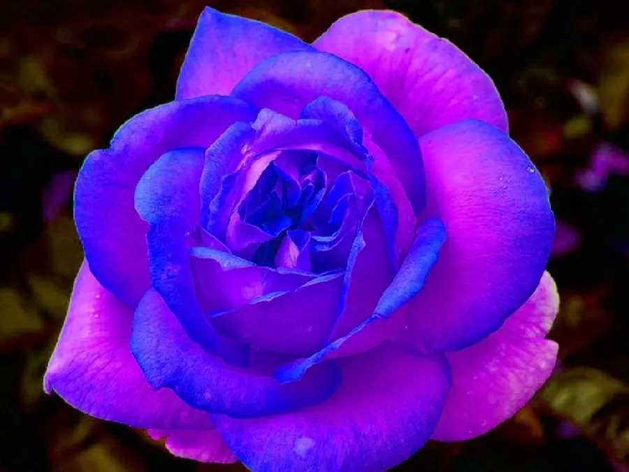 زمینە باکیفیت تاپ از گلبرگ‌های لبە آبی رنگ گل رز بنفش مناسب اینستاگرام