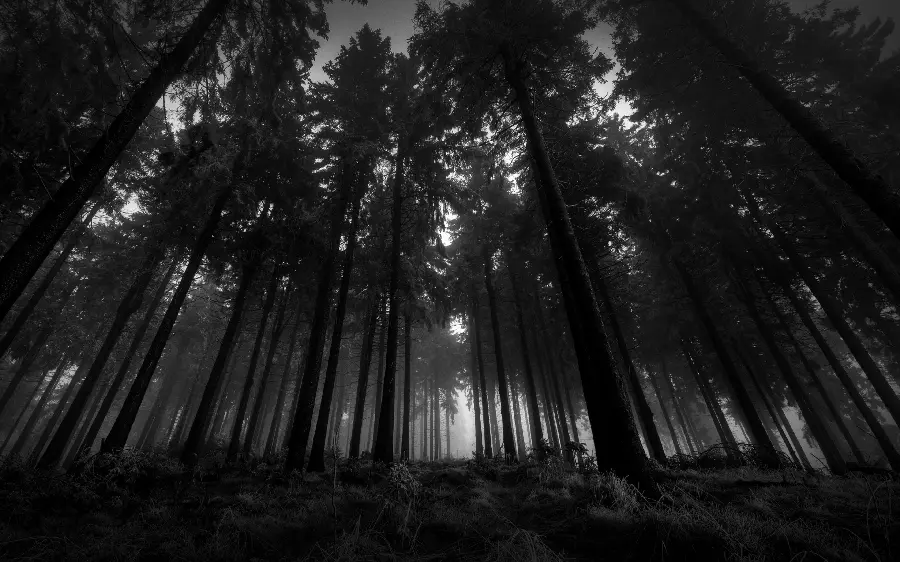 والپیپر چشم نواز سیاه و سفید از جنگل در حضور پرتو های نور خورشید 