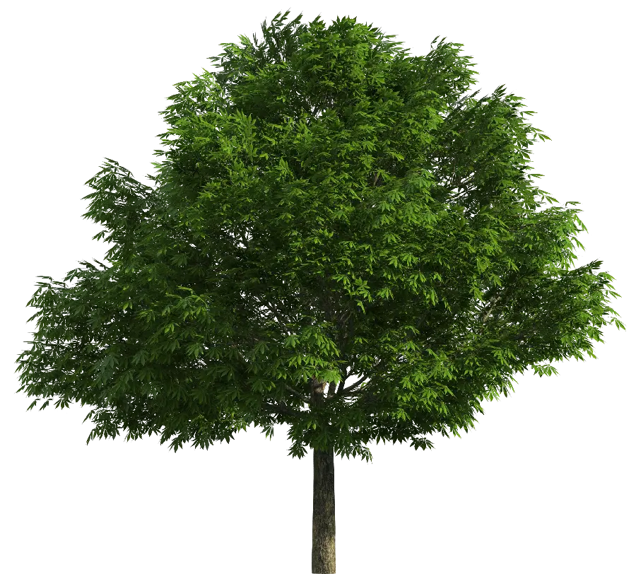 بک گراند فتوشاپ با طرح درخت سبز و تماشایی با زمینه خالی