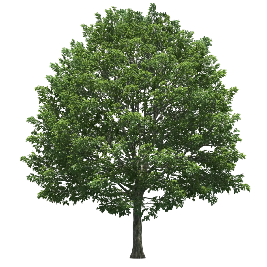 PNG درخت بزرگ با زمینه خالی برای جایگذاری در اتوپلی