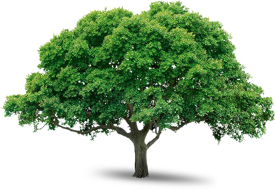معروف ترین تصویر درخت با زمینه خالی برای ساخت کلیپ بدون پس زمینه