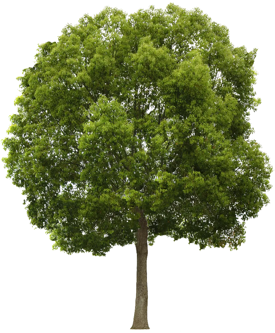 عکس منحصر به فرد از درخت با برگ های سبز با فرمت PNG 