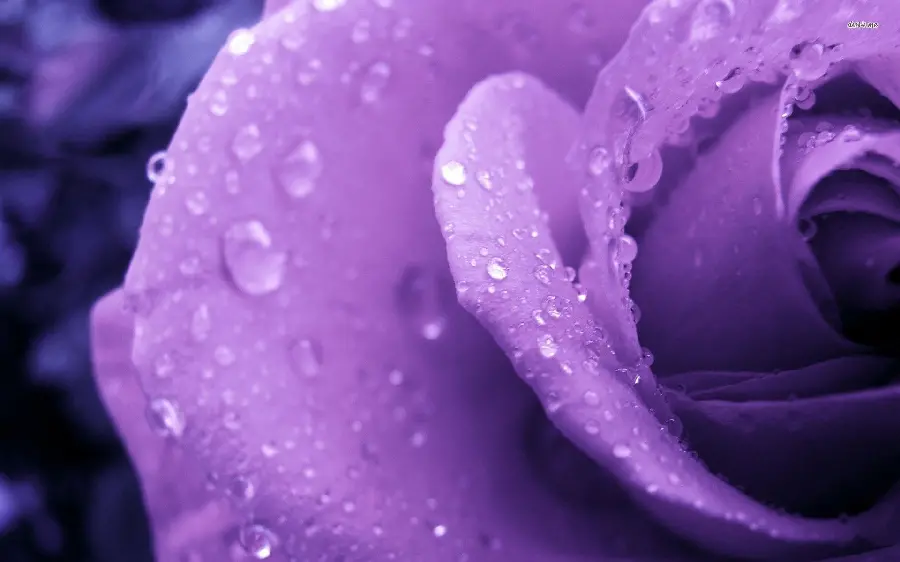 تصویر زمینە ناقص از گل رز بنفش با قطرات آب روی گلبرگش