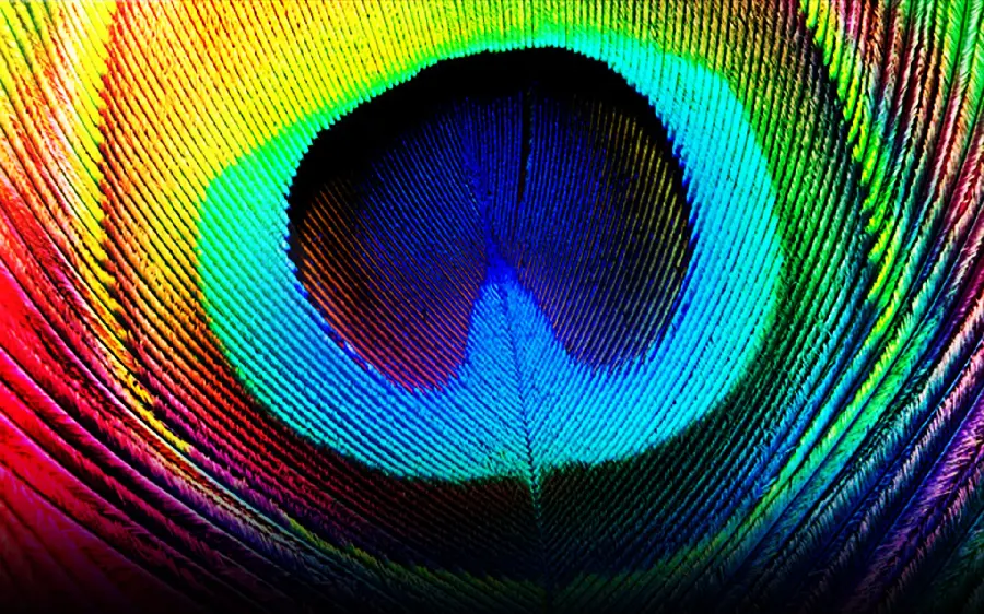 عکس جالب پر طاووس با تم رنگین کمانی با کیفیت 4k