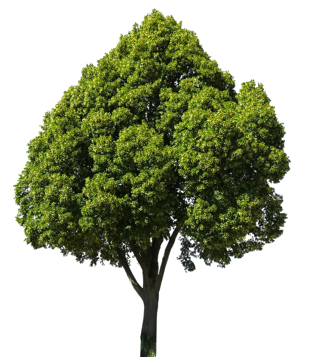 تکسچر درخت دو بعدی فتوشاپ برای برنامه های ادیت