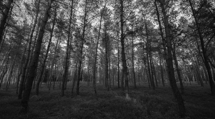 داندود عکس زمینه سیاه سفید از جنگل زیبا با کیفیت فول اچ دی 