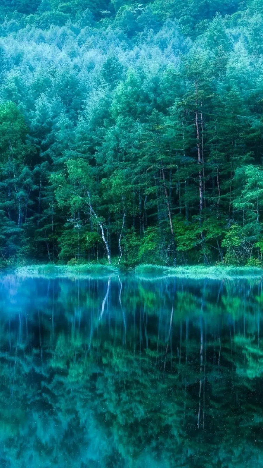 عکس استوک جادویی از طبیعت سبز اطراف دریاچه با تم مه آلود