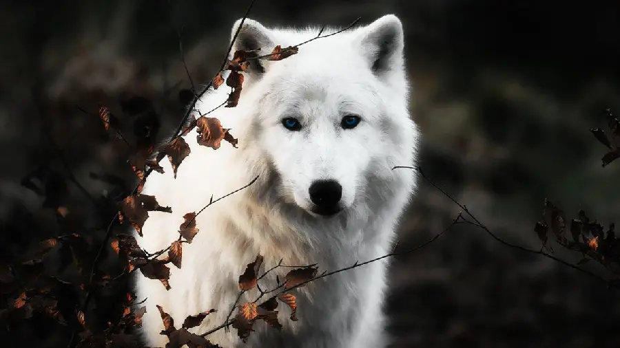 عکس جدید از گرگ سفید و درنده در طبیعت با کیفیت 8k