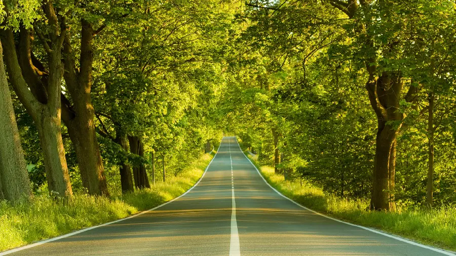 عکس زمینه تحسین برانگیز جاده جنگلی با تم سبز روشن برای لپتاپ 