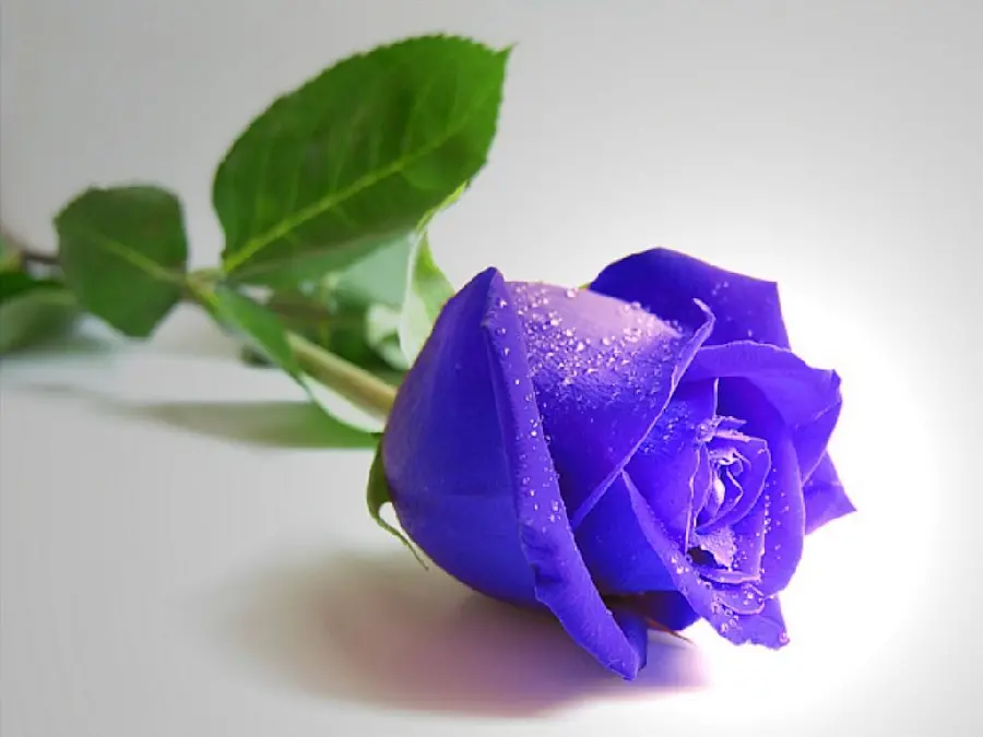 عکس استوک رویایی رز آبی برای زمینه لپتاپ